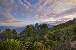 Coffee Landscape in Colombia