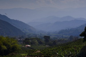 Big Coffee Farm Colombia